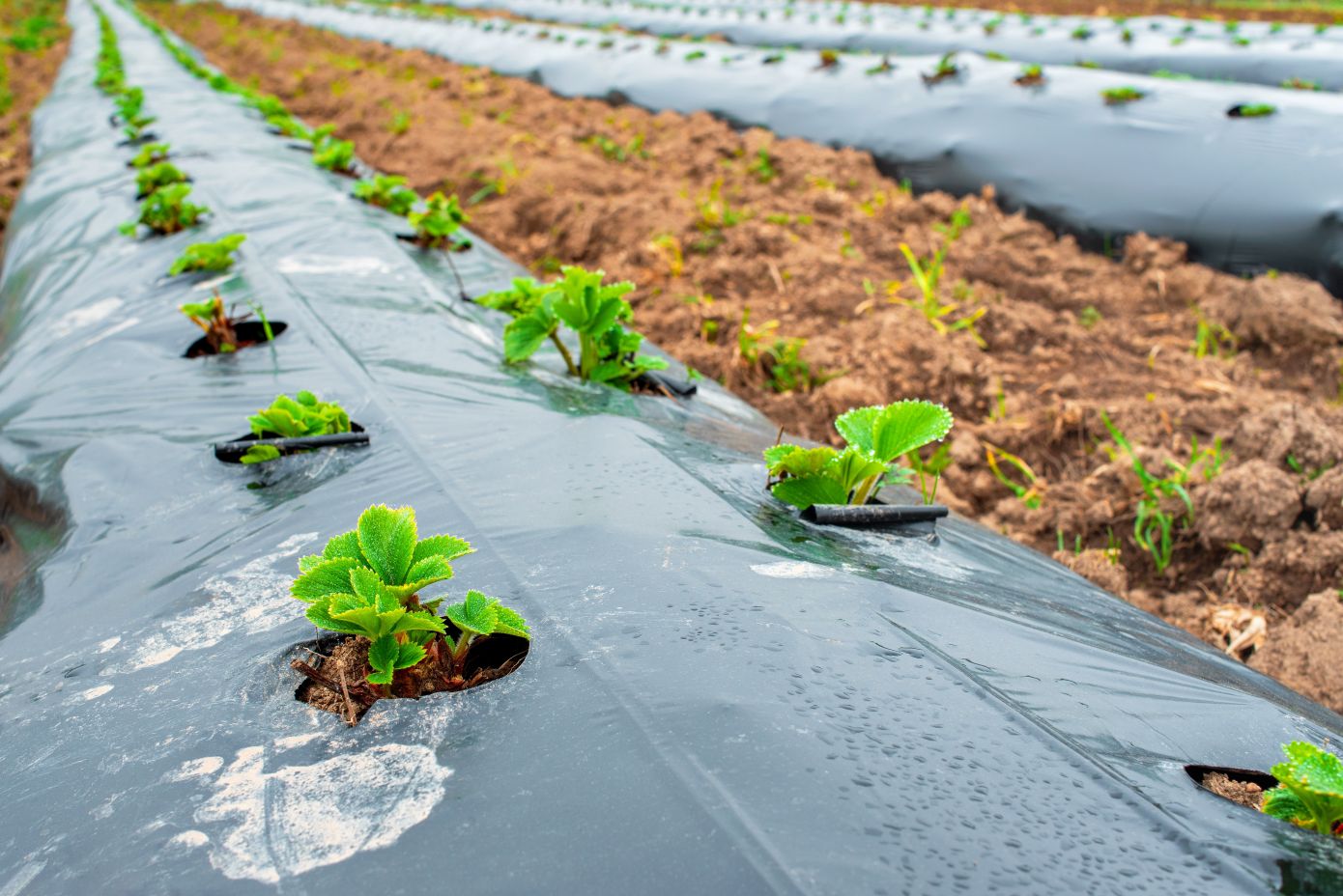 Plastic mulch cover